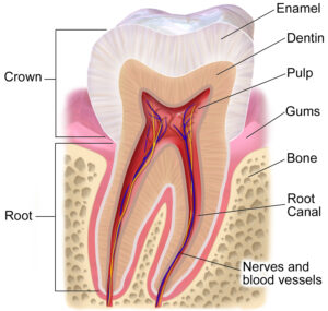 Tooth